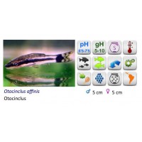 OTOCINCLUS