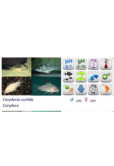 Corydora Aenus Albina