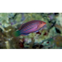 PSEUDOCHEILINUS HEXATAENIA