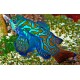 SYNCHIROPUS SPLENDIDUS