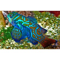SYNCHIROPUS SPLENDIDUS