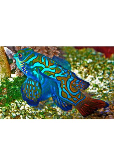 SYNCHIROPUS SPLENDIDUS