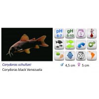 CORYDORA NEGRA VENEZUELA