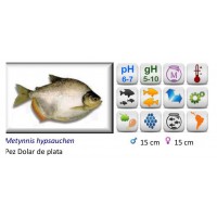 METYNNIS HYPSAUCHEN