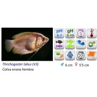 COLISA LALIA HEMBRA