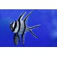 PTERAPOGON KAUDERNI
