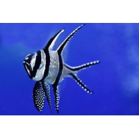 PTERAPOGON KAUDERNI