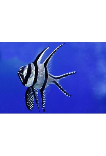 PTERAPOGON KAUDERNI PTERAPOGON KAUDERNI