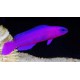 PSEUDOCHROMIS FRIDMANI
