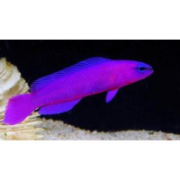 PSEUDOCHROMIS FRIDMANI