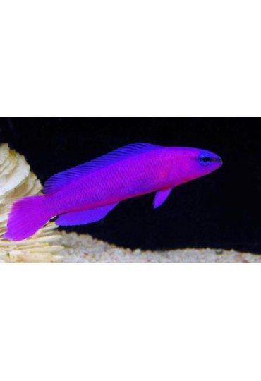 PSEUDOCHROMIS FRIDMANI