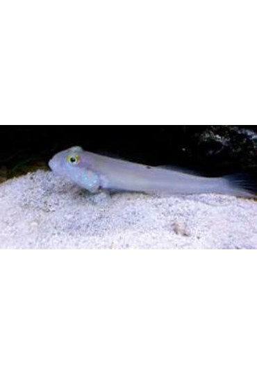 VALENCIENNEA SEXGUTTATA VALENCIENNEA SEXGUTTATA