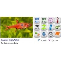 RASBORA MACULATA