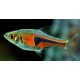 RASBORA HENGELI