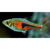 RASBORA HENGELI