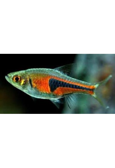 RASBORA HENGELI