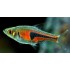 RASBORA HENGELI