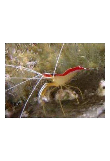 LYSMATA AMBOINENSIS LYSMATA AMBOINENSIS