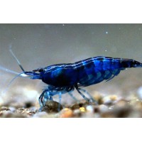 GAMBA AZUL DIAMANTE