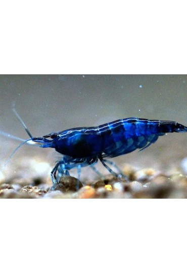 GAMBA AZUL DIAMANTE