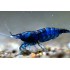 GAMBA AZUL DIAMANTE