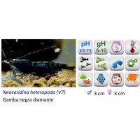 GAMBA NEGRO CEREZA