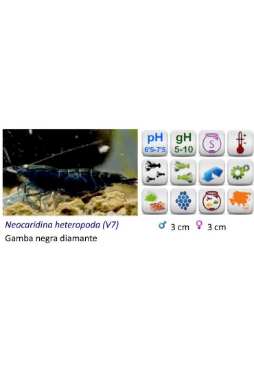 GAMBA NEGRO CEREZA