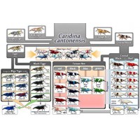 GAMBA CARIDINA SURTIDA