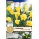 bulbo-calla-lily-zantedeschia-captain-morelli