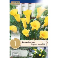 bulbo-calla-lily-zantedeschia-captain-morelli