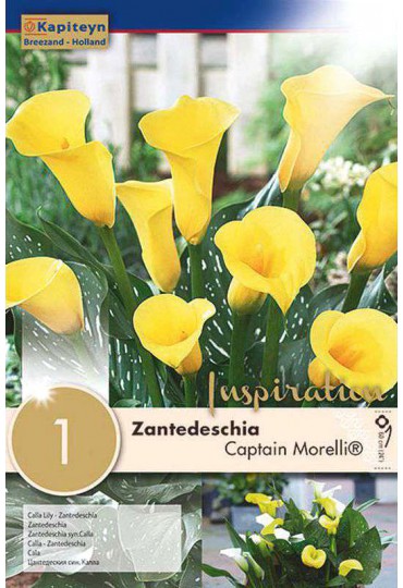 Semillas y bulbos BULBO CALLA LILY ZANTEDESCHIA CAPTAIN MORELLI | Mundo  Verde/Garden Center