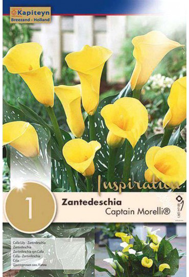 bulbo-calla-lily-zantedeschia-captain-morelli