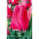 tulipan-rosa-fuerte-elite