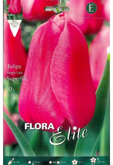 tulipan-rosa-fuerte-elite