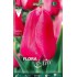 TULIPAN ROSA FUERTE ELITE