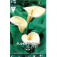 bulbo-calla-aethiopica-blanco-elite