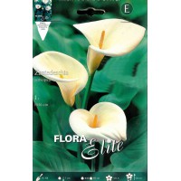 bulbo-calla-aethiopica-blanco-elite