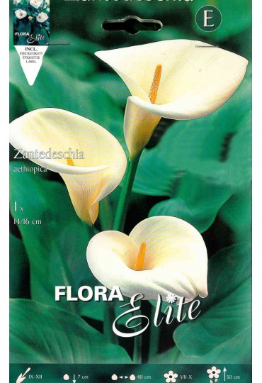 bulbo-calla-aethiopica-blanco-elite