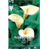 BULBO CALLA AETHIOPICA BLANCO ELITE