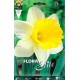 narciso-trompeta-blanco-amarillo-elite