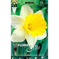 narciso-trompeta-blanco-amarillo-elite