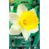 NARCISO TROMPETA BLANCO- AMARILLO ELITE