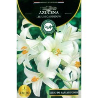 azucena-lilium-candidum-