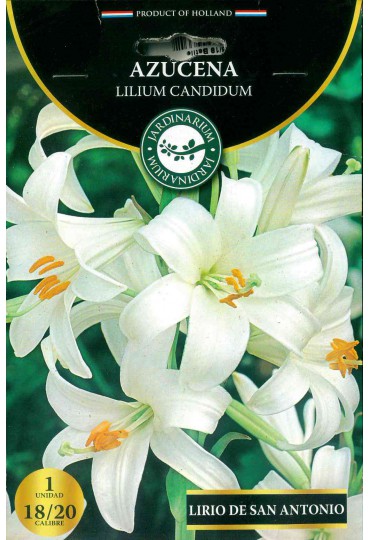 azucena-lilium-candidum-