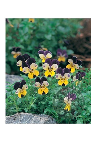 PENSAMIENTO M-10,5 CMS. (VIOLA WITROCKIANA)