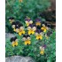 PENSAMIENTO M-10,5 CMS. (VIOLA WITROCKIANA)