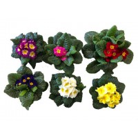 PRIMULA VULGARIS