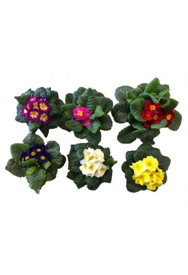 PRIMULA VULGARIS