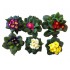 PRIMULA VULGARIS M-10,5 CMS.