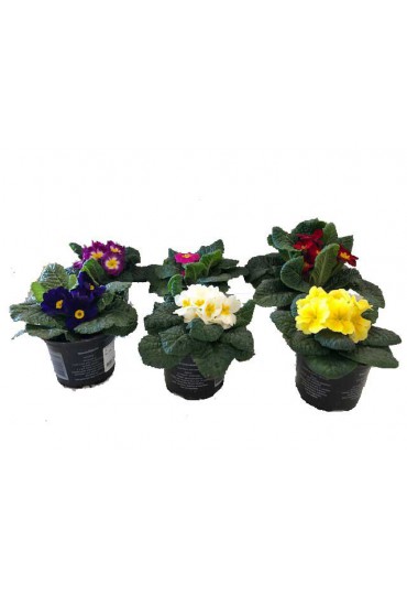 PRIMULA VULGARIS